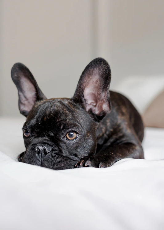 Les Bienfaits Insoupçonnés de Vivre Avec un Chien
