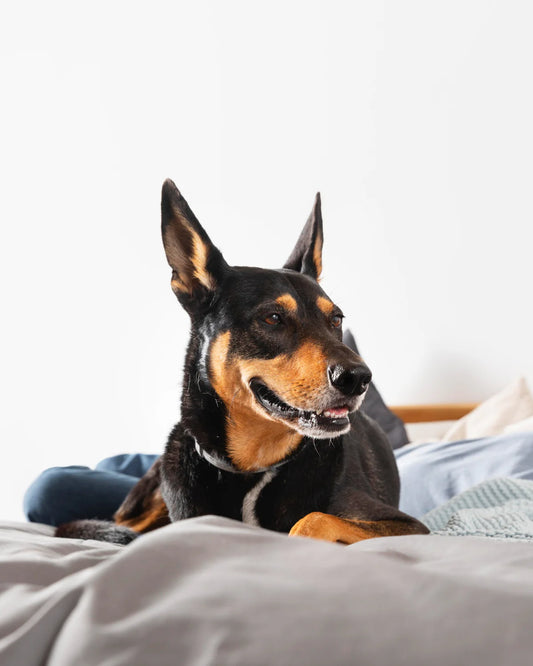 10 Races de Chiens Parfaits Pour Une Vie de Famille : Quel Compagnon Choisir ?