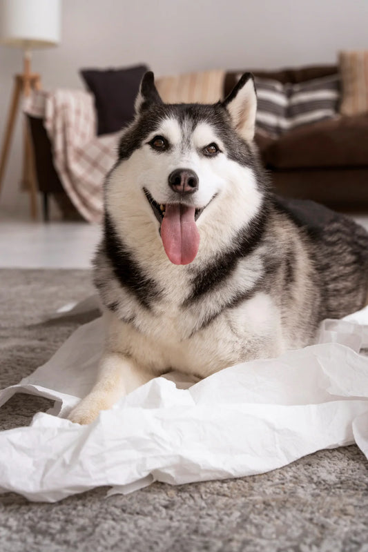 Pourquoi Votre Chien Perd-il Ses Poils et Comment Limiter Cela ?